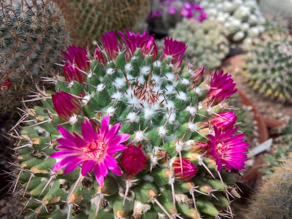 Mammillaria magnimamma